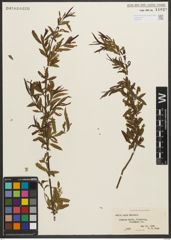 Foto von Salix nigra Marshall